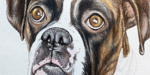 Boxer Dog Art - Watch Leah's Drawing Online