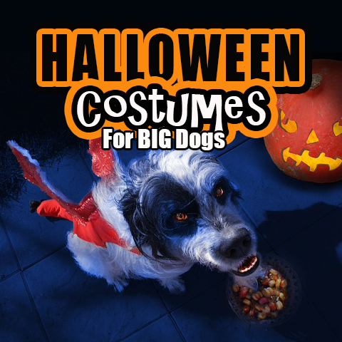 Find Boxer Halloween Costumes for your Big Dog