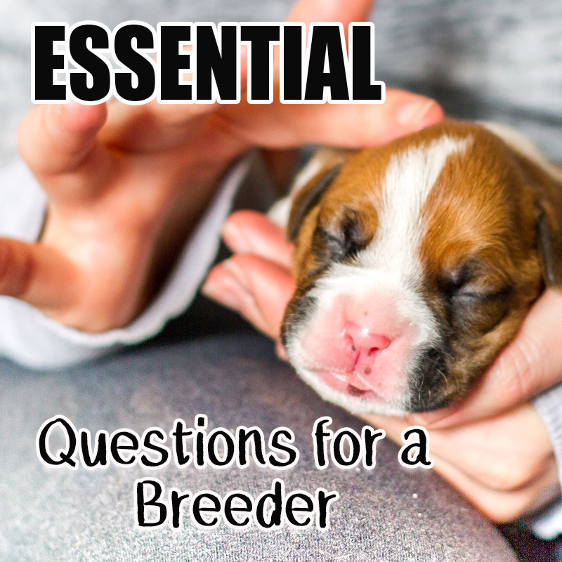 What Questions To Ask A Dog Breeder Before Buying A Puppy ...