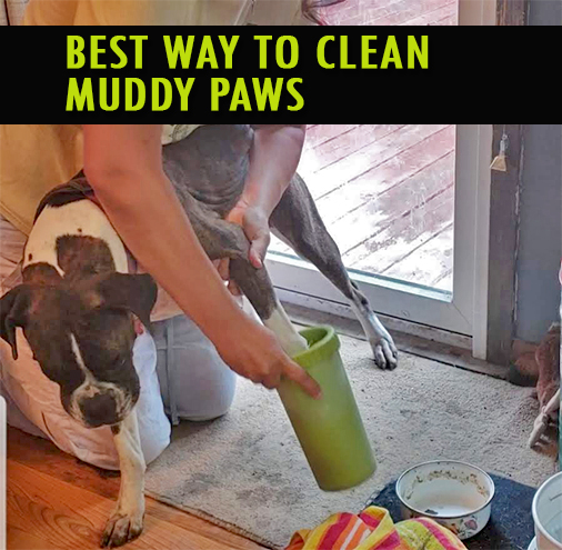 The Best Dog Paw Washer for Muddy Dogs